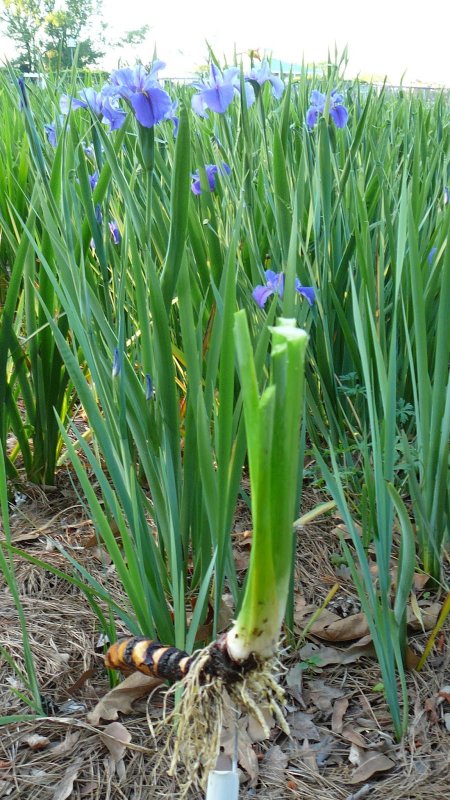 Ирис Сибирский (Iris sibirica `Imperial Opal`) голубой
