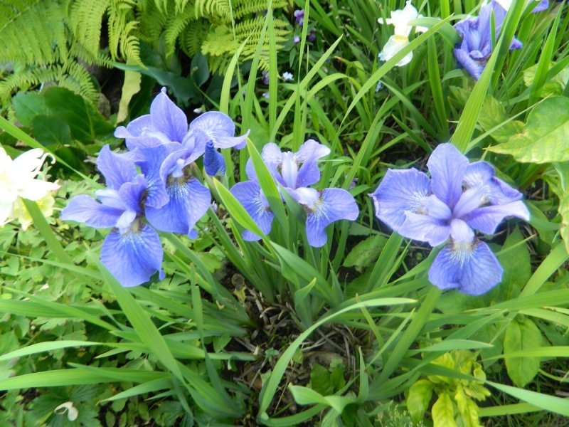 Ирис Iris sibirica Sun Grooves
