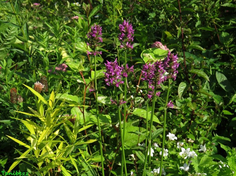 Буквица (Betonica grandiflora)