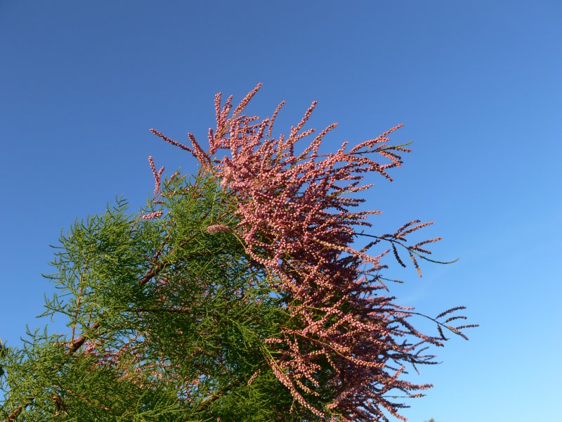 Тамарикс ramosissima rubra