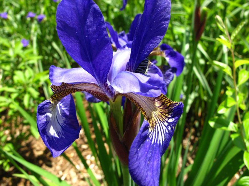 Ирис sibirica Ewen