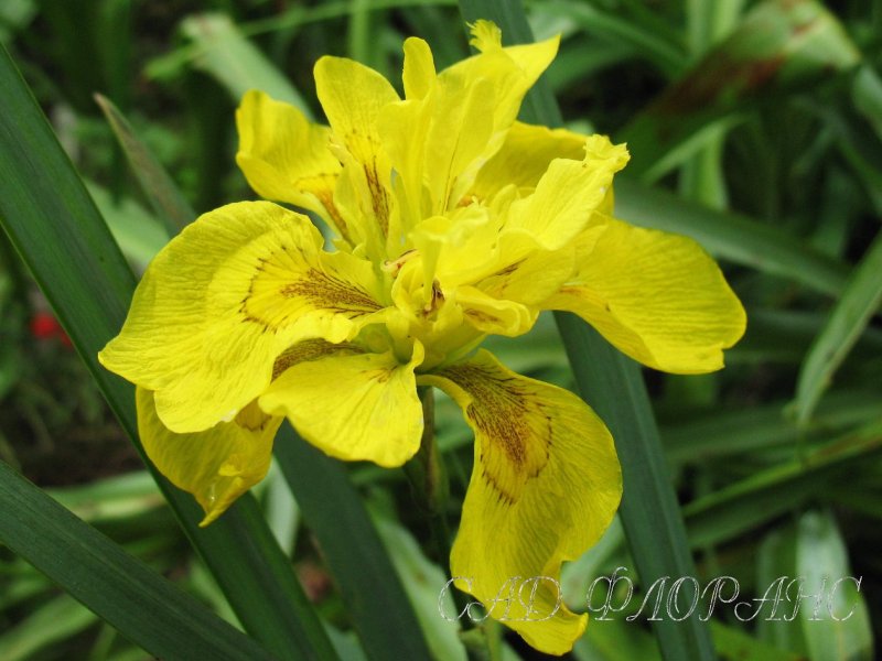 Ирис Сибирский (Iris sibirica `Gull`s Wing`)