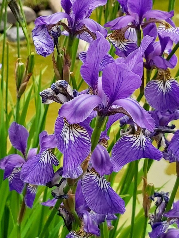 Ирис Сибирский (Iris sibirica `Barcelona`)