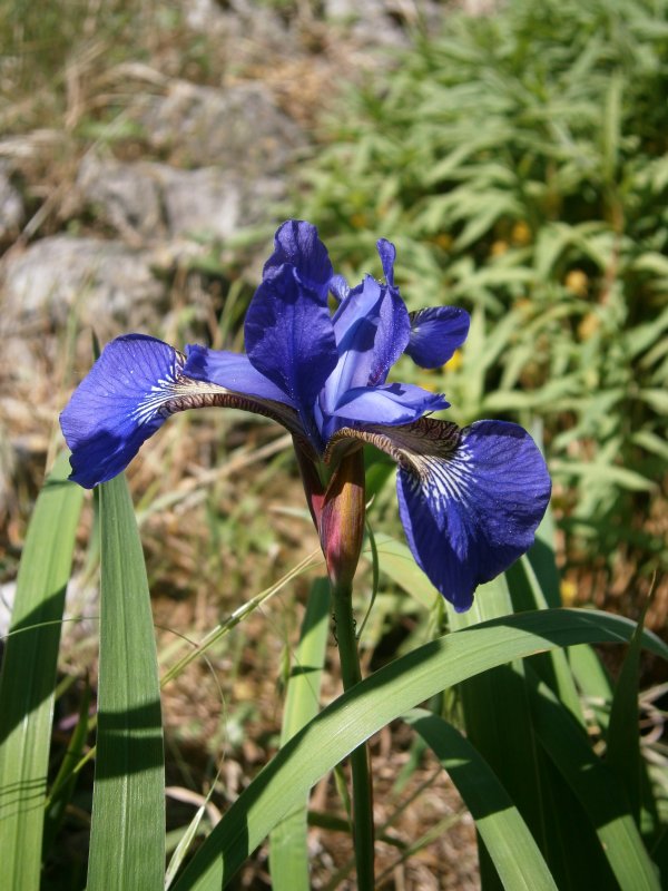 Ирис sibirica Hubbard