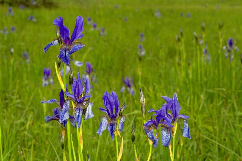Ирис Сибирский Iris sibirica