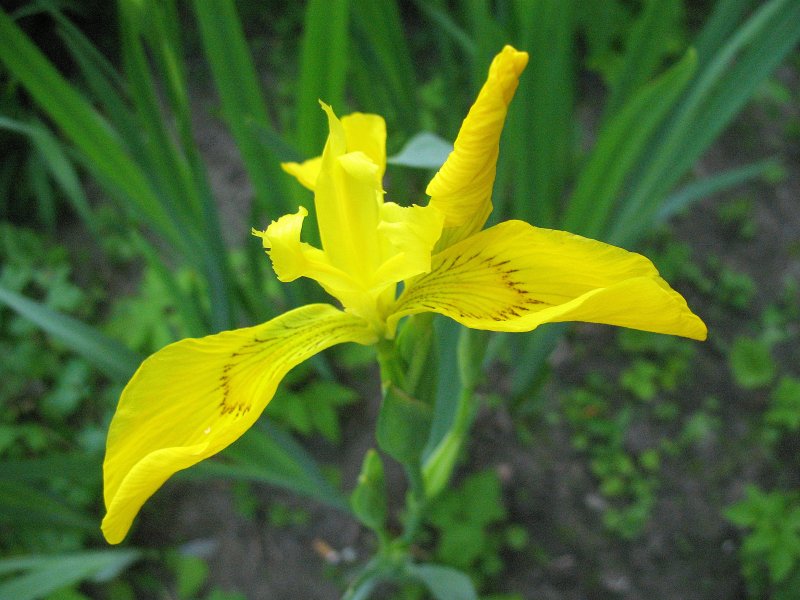 Ирис Iris sibirica Sun Grooves