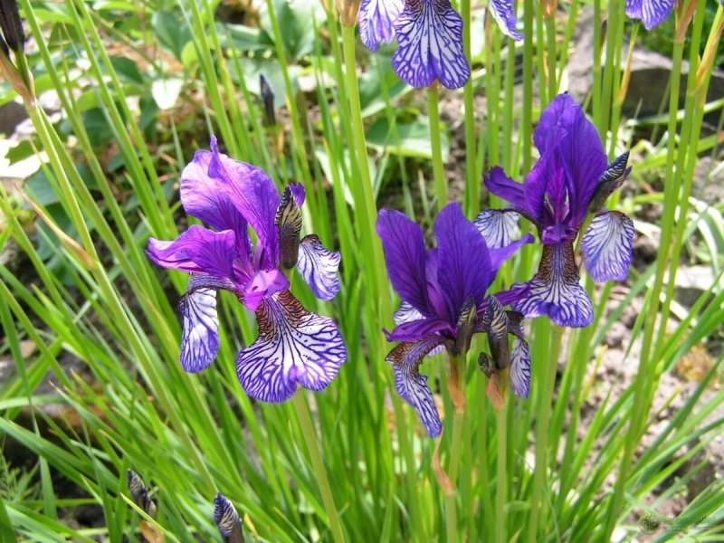 Ирис Сибирский Lavender Bounty
