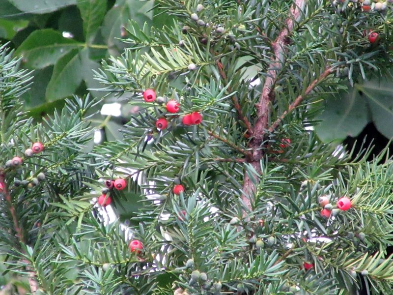 Тисс канадский (Taxus canadensis