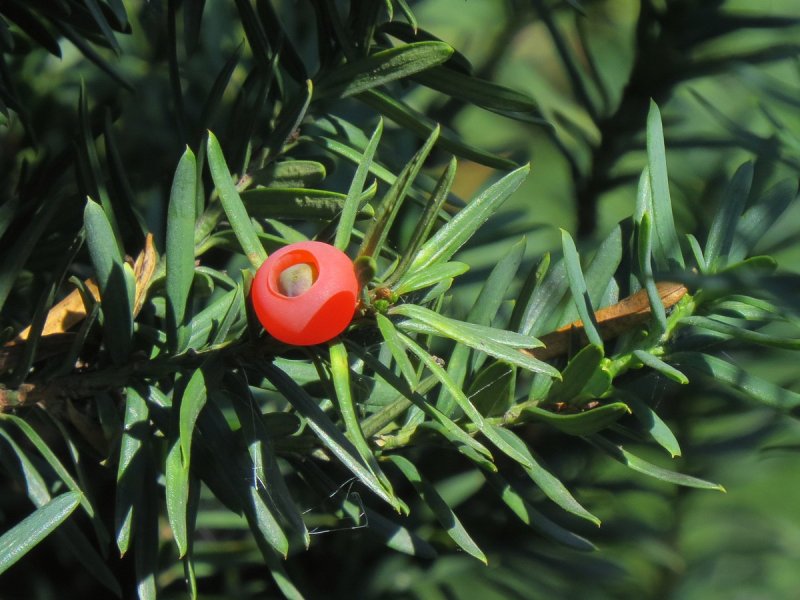 Тис ягодный – Taxus baccata l.