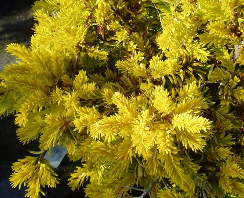 Taxus baccata 'Summergold' тис ягодный Саммерголд