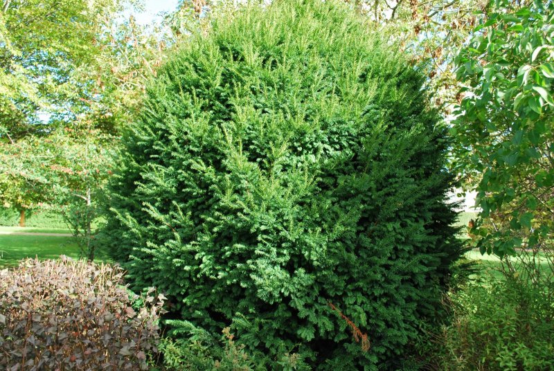 Taxus baccata 'repandens' зимостойкость