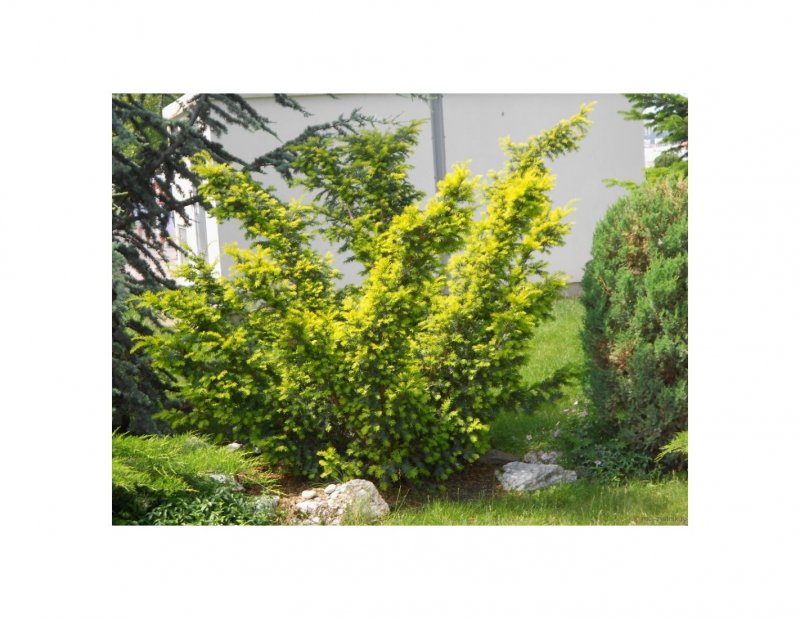 Тис ягодный Taxus baccata elegantissima