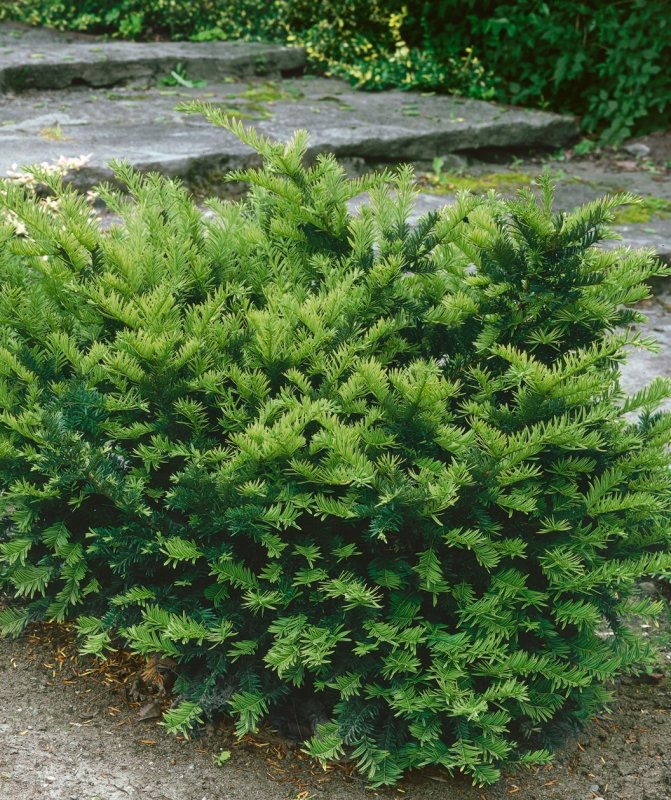 Тис Taxus cuspidata Nana