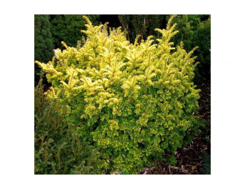 Taxus baccata 'Summergold' тис ягодный Саммерголд