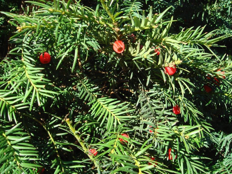 Тис ягодный (Taxus baccata David p9)
