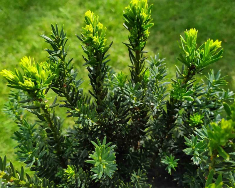 Тисс (Taxus)