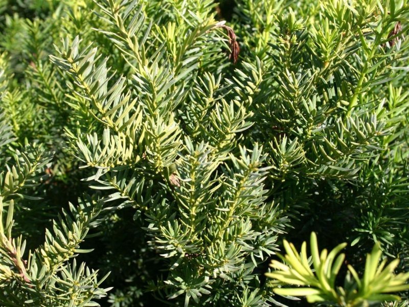 Тис Densiformis