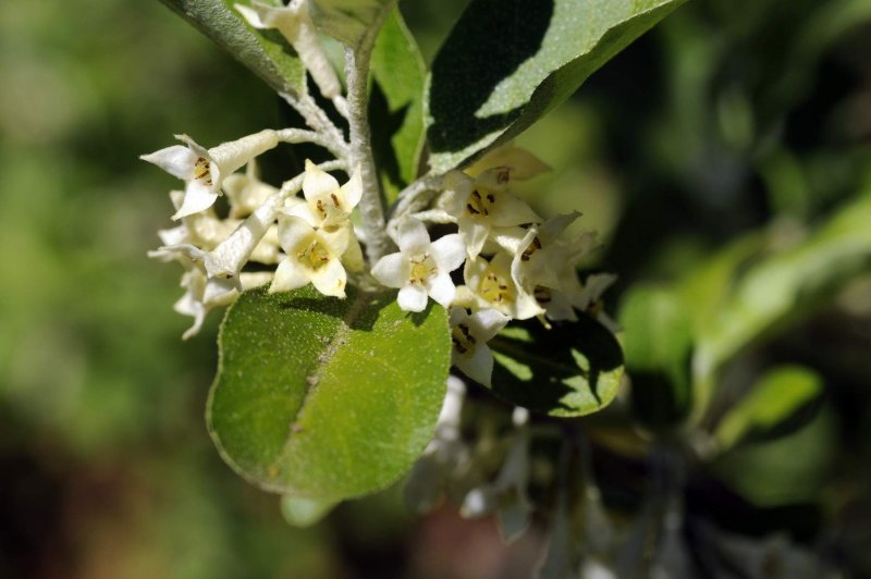 Elaeagnus multiflora - лох многоцветковый