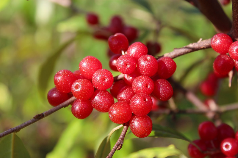 Elaeagnus multiflora (лох многоцветковый, или гумми)