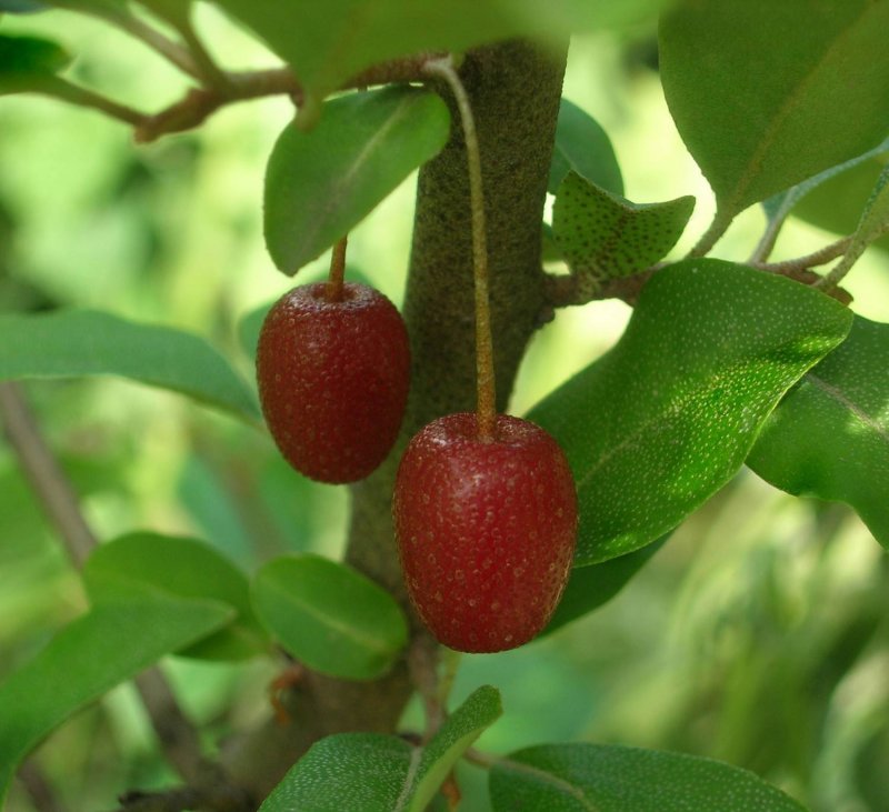 Elaeagnus multiflora
