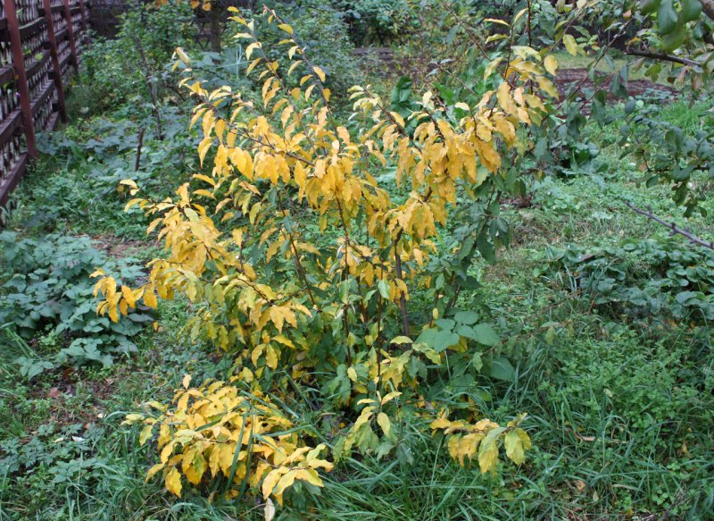Elaeagnus multiflora