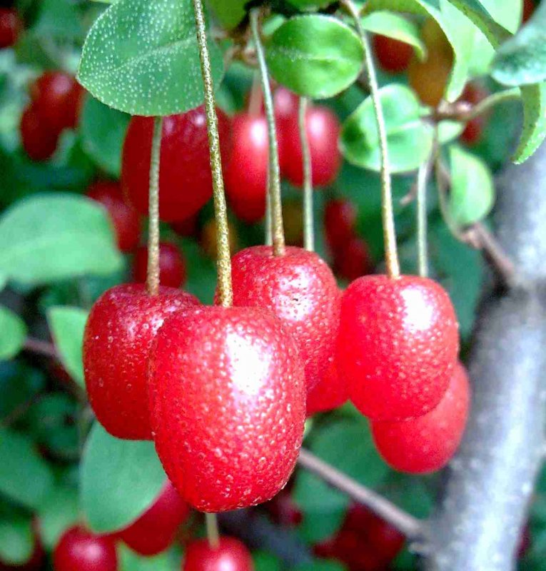 Гуми "Монерон" (лох многоцветковый)