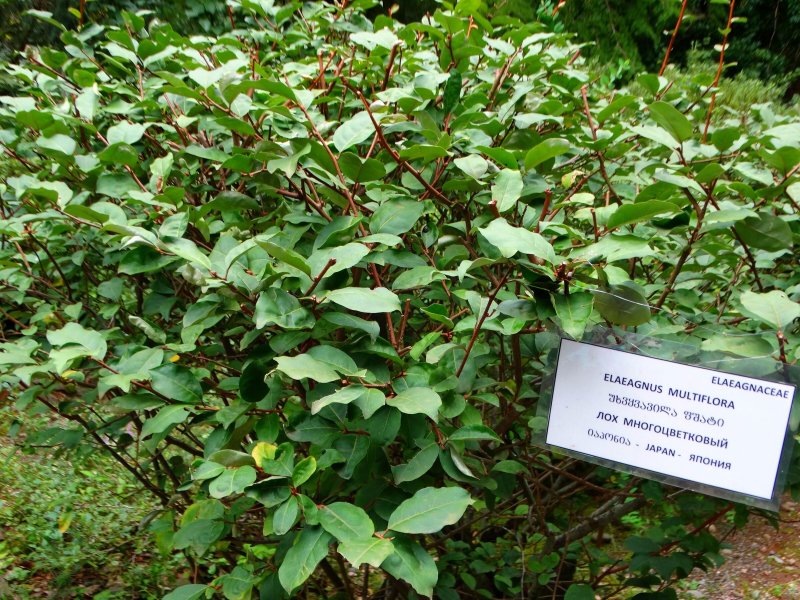 Elaeagnus umbellata растение
