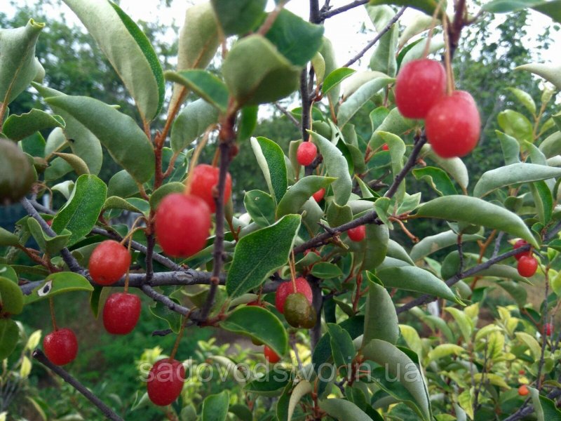 Elaeagnus umbellata