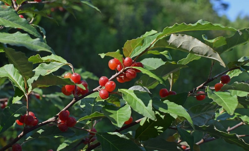 Лох # многоцветковый Elaeagnus multiflora Cut