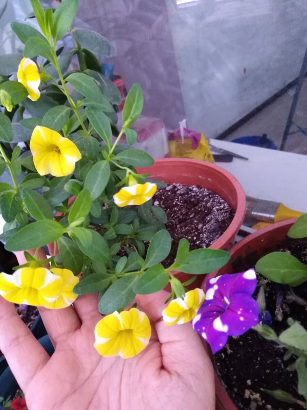 Сеянцы калибрахоа