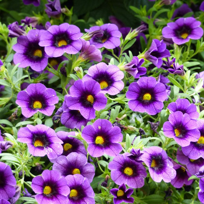 Калибрахоа SUPERBELLS grape Punch
