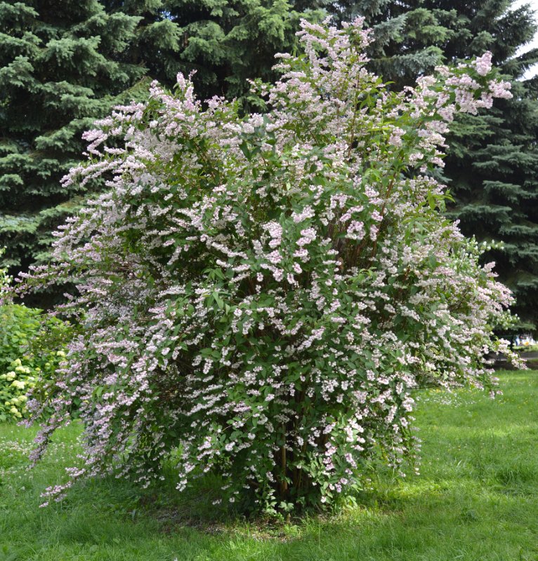 Дейция шершавая куст