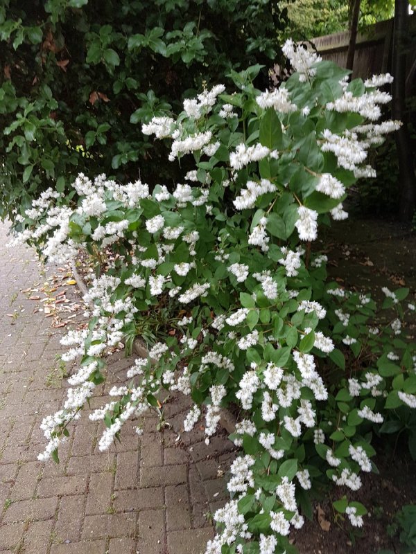 Дейция кустарник
