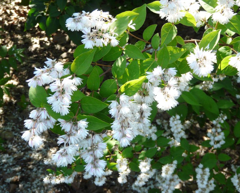 Дейция шершавая Deutzia scabra Plena