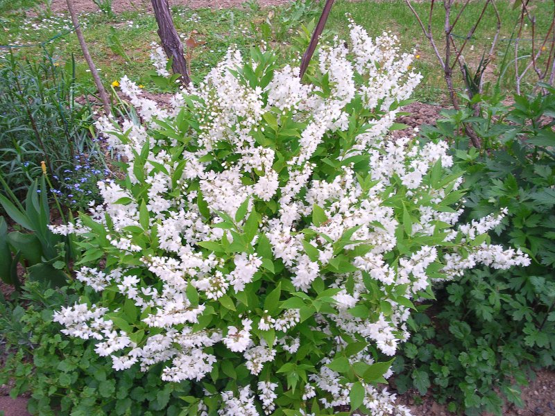 Дейция вечнозеленая кустарник
