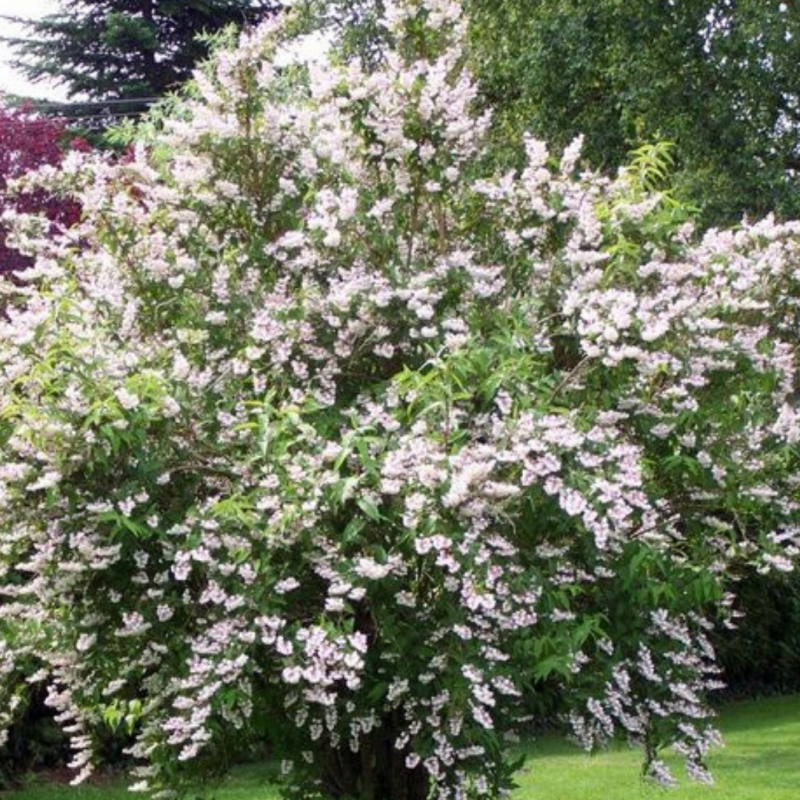 Дейция rosea Plena
