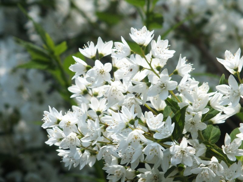 Дейция кустарник
