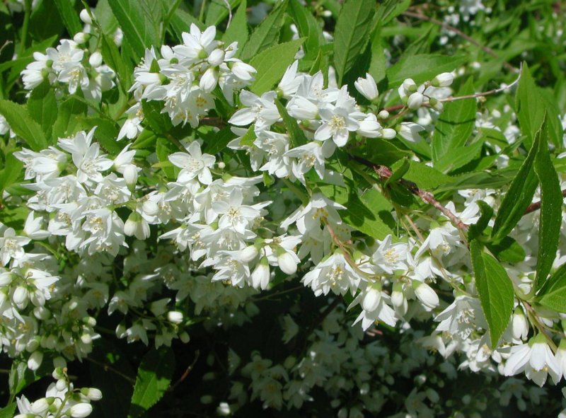 Дейция Лемуана (Deutzia lemoinei