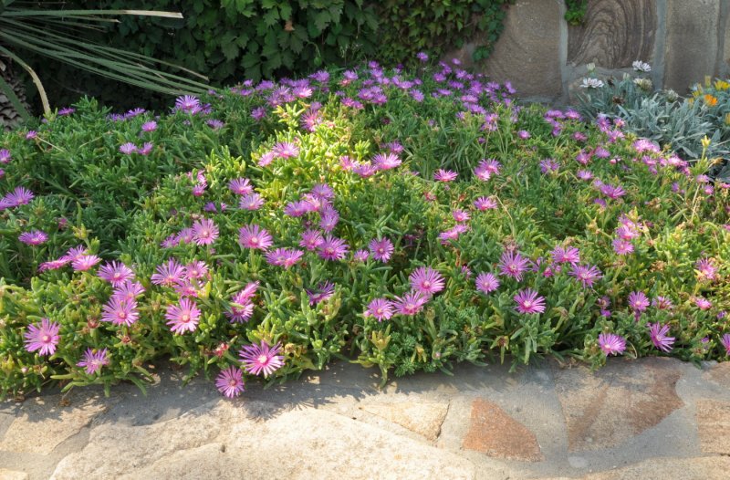 Делосперма Купера (Delosperma cooperi)
