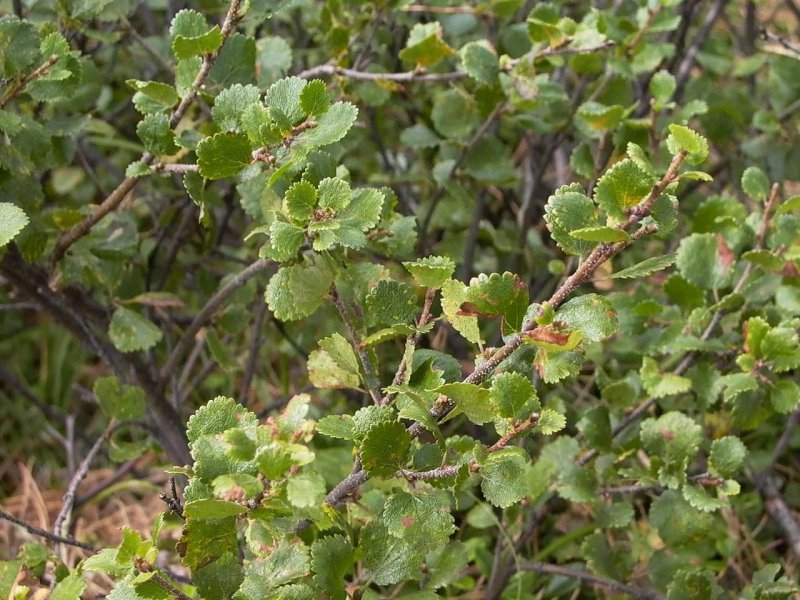 Береза карликовая Betula Nana