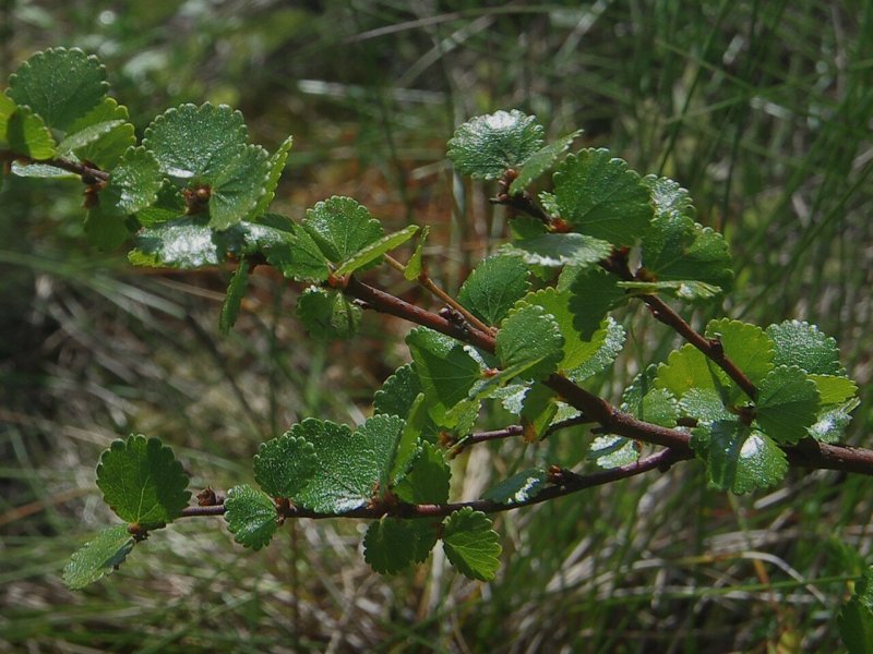Береза Нана Betula Nana