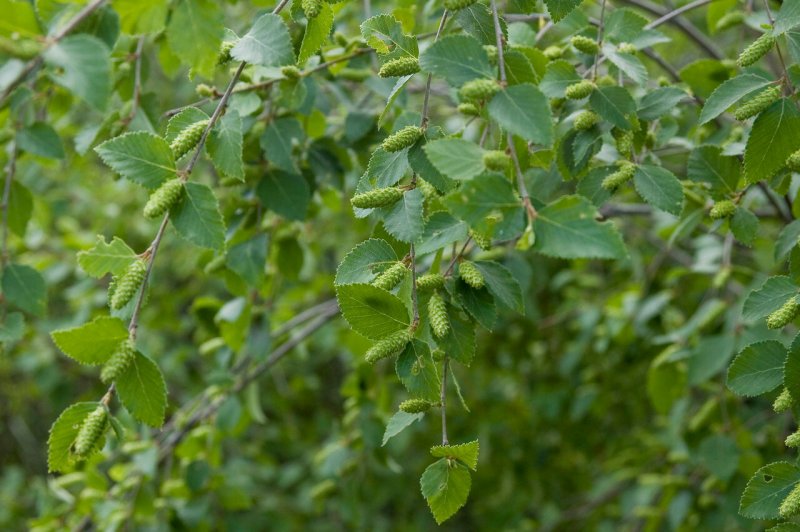 Береза кустовая Betula fruticosa