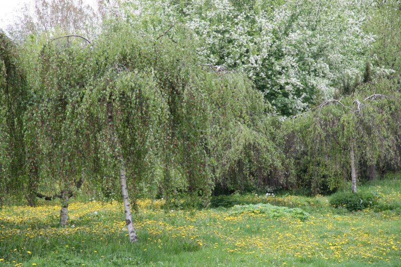 Береза бородавчатая Youngii