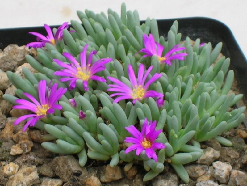 Делосперма Купера (Delosperma cooperi)