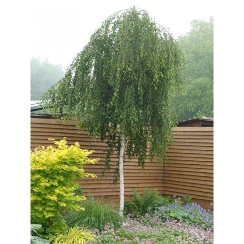 Береза повислая Юнги Betula pendula Youngii