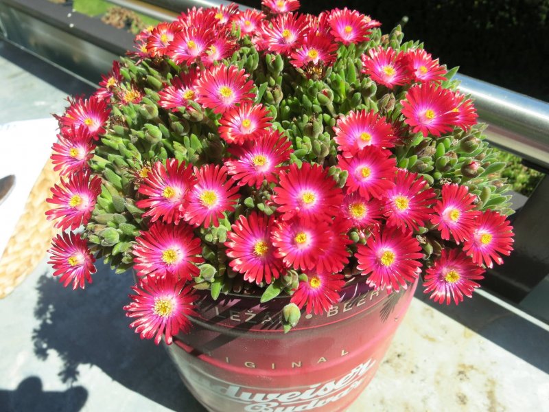 Делосперма Купера Suntropic Copper (Delosperma cooperi)