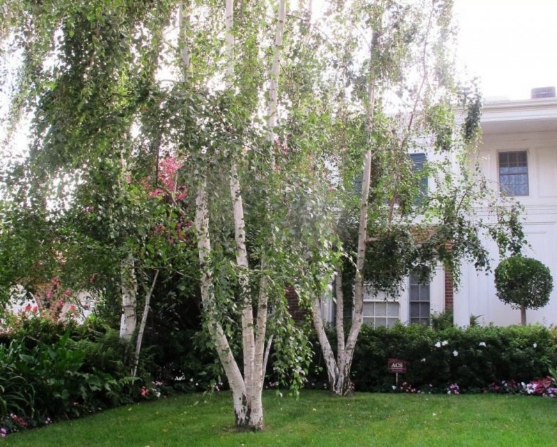 Betula verrucosa