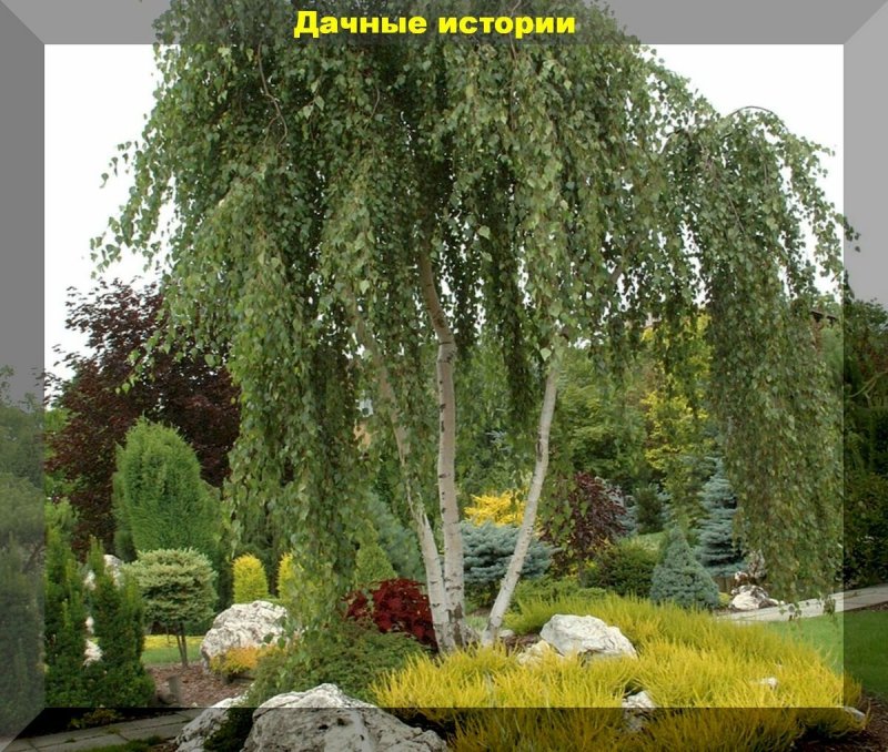 Берёза плакучая повислая