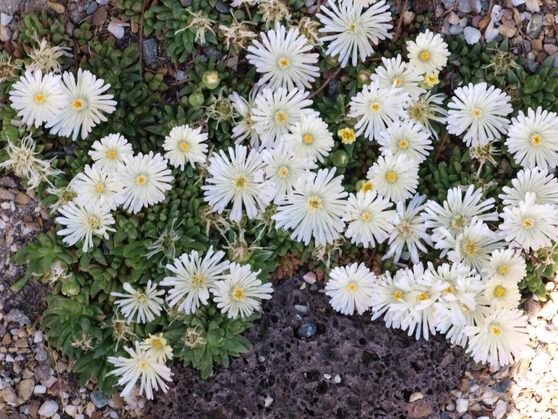 Делосперма Купера (Delosperma cooperi)