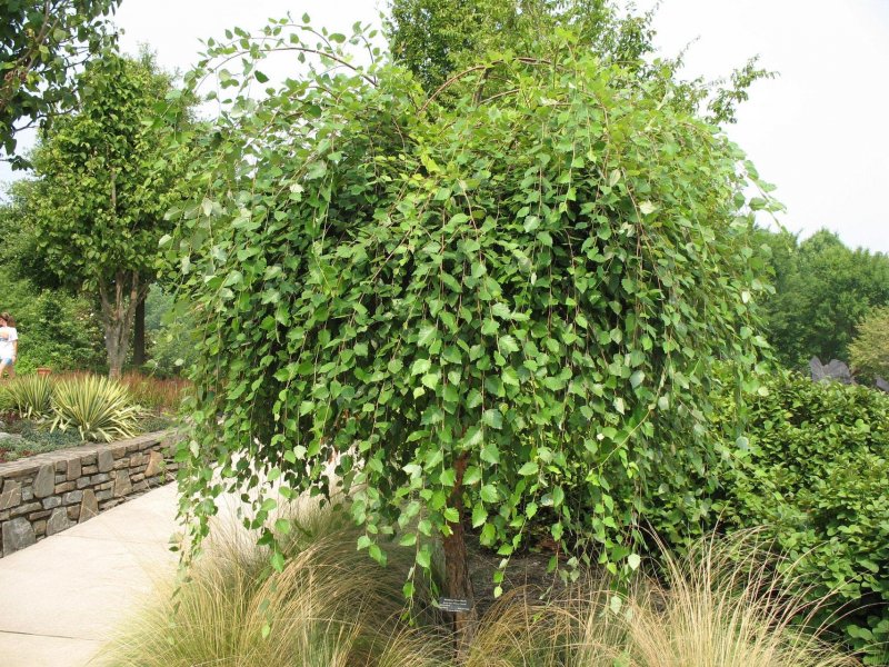 Береза черная (Betula nigra) 'Summer Cascade'